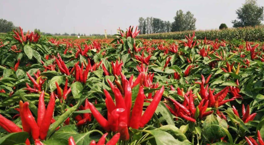 邵陽諸多農特產的發(fā)源地 關于家鄉(xiāng)的雪峰山你了解多少？