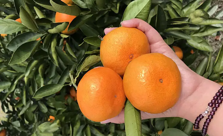 邵陽諸多農特產的發(fā)源地 關于家鄉(xiāng)的雪峰山你了解多少？