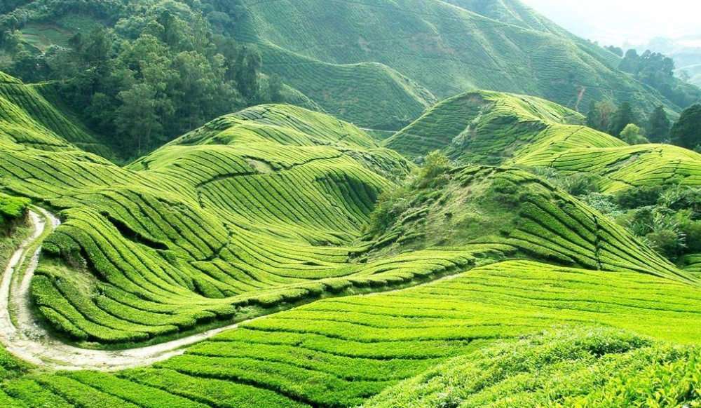 邵陽諸多農特產的發(fā)源地 關于家鄉(xiāng)的雪峰山你了解多少？