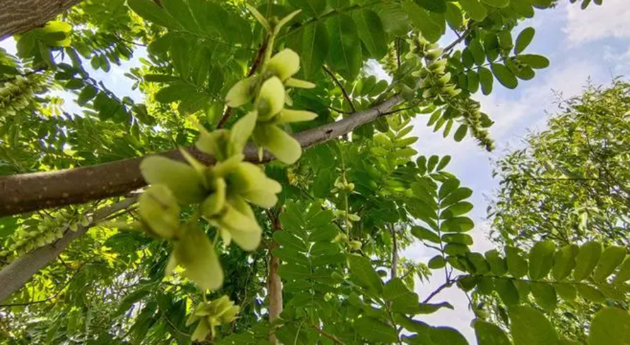 邵陽諸多農特產的發(fā)源地 關于家鄉(xiāng)的雪峰山你了解多少？