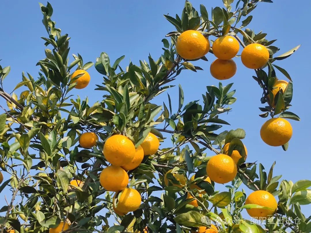 “蜜桔香氣飄萬里，一品甘甜雪峰桔”