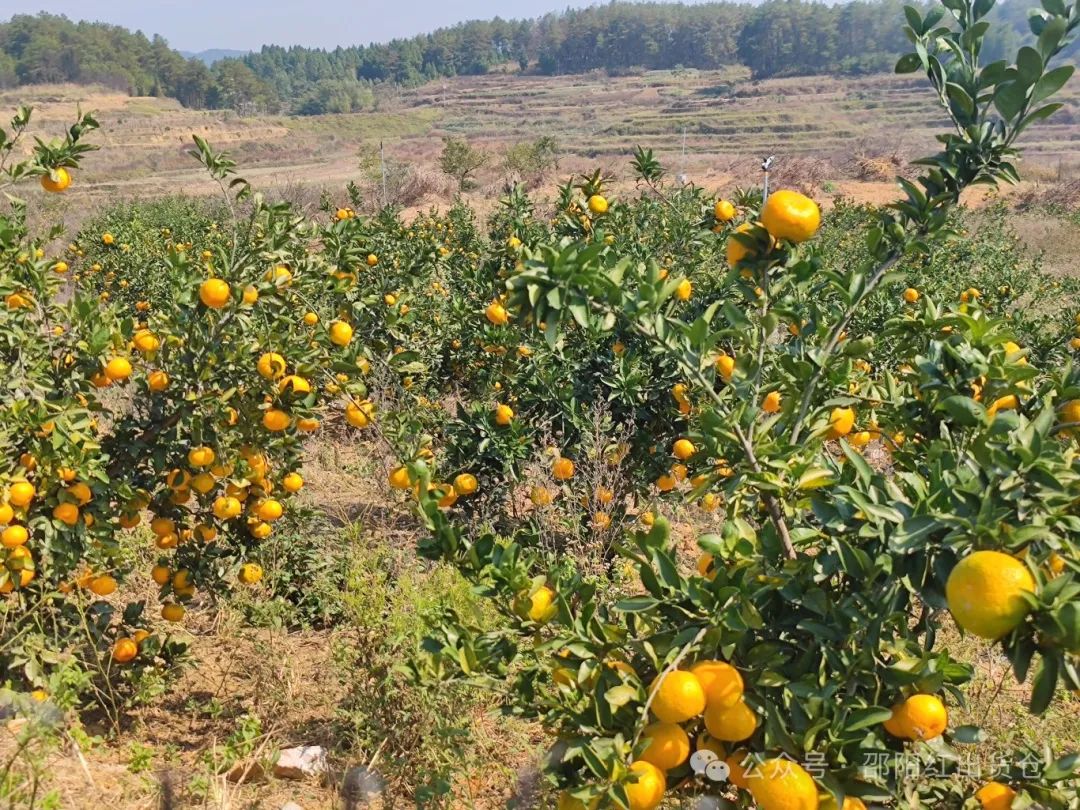 “蜜桔香氣飄萬里，一品甘甜雪峰桔”
