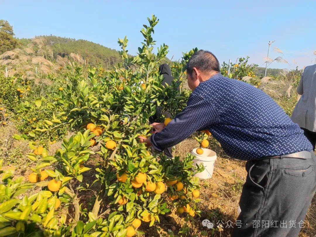 “蜜桔香氣飄萬里，一品甘甜雪峰桔”