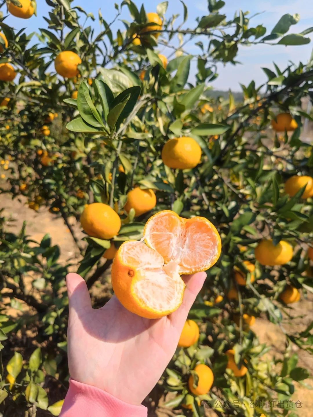 “蜜桔香氣飄萬里，一品甘甜雪峰桔”